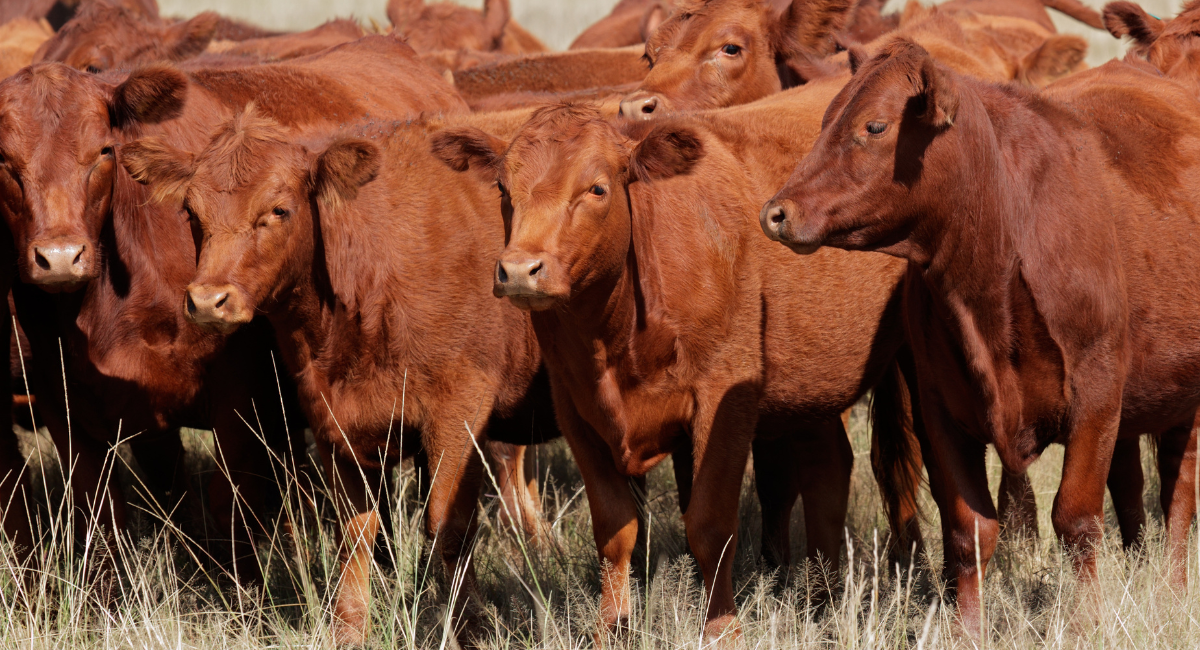 What To Know About Cooking With Beef Tallow